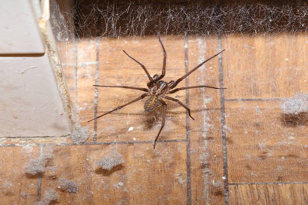 araignées une araignée dans une maison hôtel restaurants restaurant chambre appartement infestation toile d'araignees