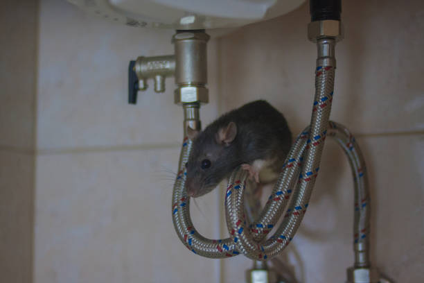 souris-rongeurs-rats-paris-traitement-extermination-exterminer-eradication-eradiquer-infestation-rat-paris-restaurant-cuisine-hotel-cave-maison-toit