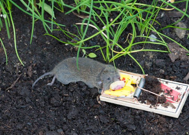 Les pièges à rats : un traitement efficace ? - Hygieneservice