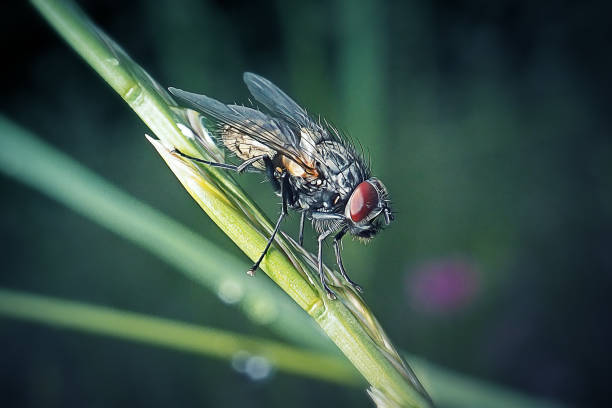 traitement mouche insectes volants paris restaurant exterminer infestation