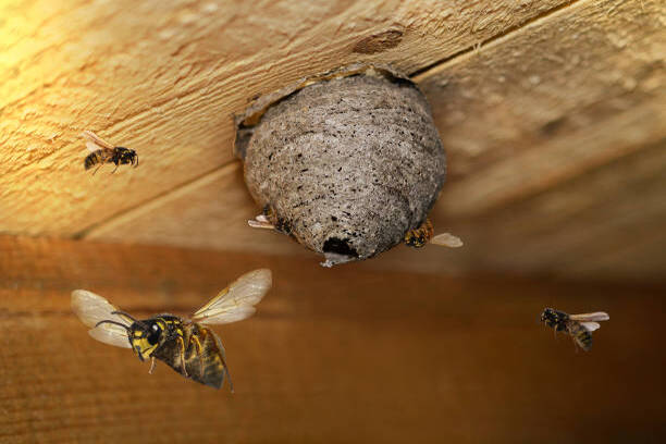 nid de guêpes traitement paris enlèvement maison toit pavillon guêpe restaurant chambre toiture extermination