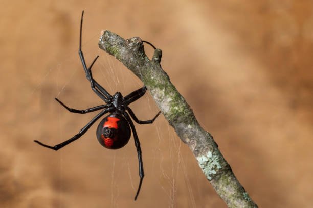 araignees-infestation-paris-75-infestations-araignee-extermination-traitement-contre-les-insectes-nuisibles-insecte-nuisible-maison-restaurant-cuisine-hotel-appartement