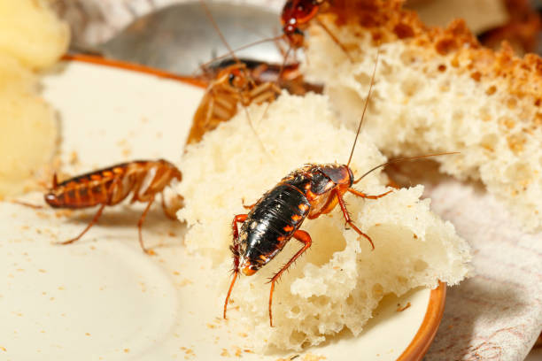 cafard-blattes-maison-a-paris-traitement-contre-les-cafards-nuisibles-insectes-cuisine-restaurant hôtel boulangerie