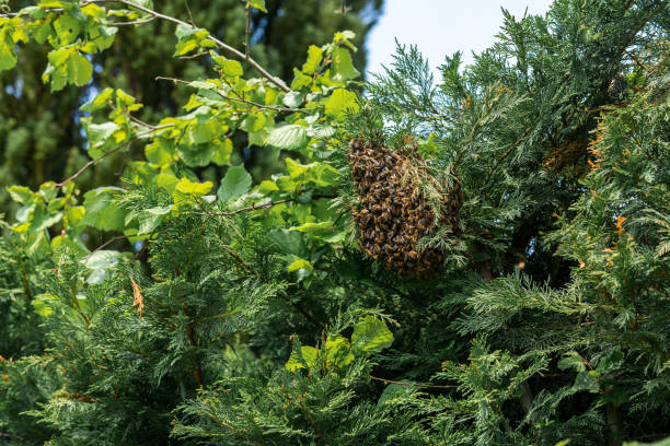 guepes-infestation-guepe-nid-de-guepes-infestations-mouche-extermination-traitement-contre-les-insectes-nuisibles-insecte-nuisible-maison-restaurant-cuisine-hotel-appartement chambre toit