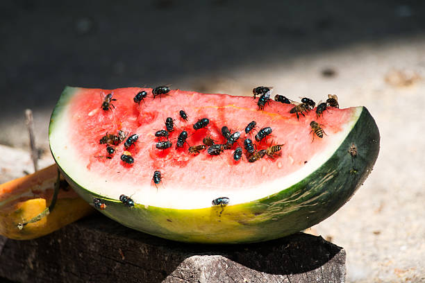 traitement-contre-les-mouches-paris-maison-pasteque-fruits-insectes-nuisibles-volants