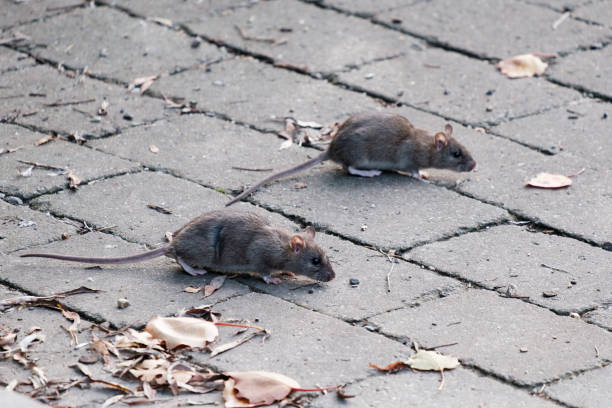 rats-souris-rongeurs-cafards-blatte-insectes-traitement-exterminer-extermination-paris-restaurant-hotel-caves-maison-cuisine-poubelle-infestation-eradiquer-eradication