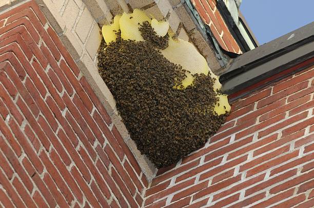 guepe-nid-de-guepes-nid-de-guepe-guepes-frelon-traitement-paris-75000-extermination-professionnel-maison-cuisine-hotel-restauration-jardin-balcon