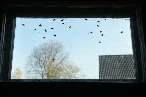 mouches-mouche-traitement-paris-75000-extermination-professionnel-fenetre-maison-chambre-cuisine-hotel-restauration-jardin-balcon