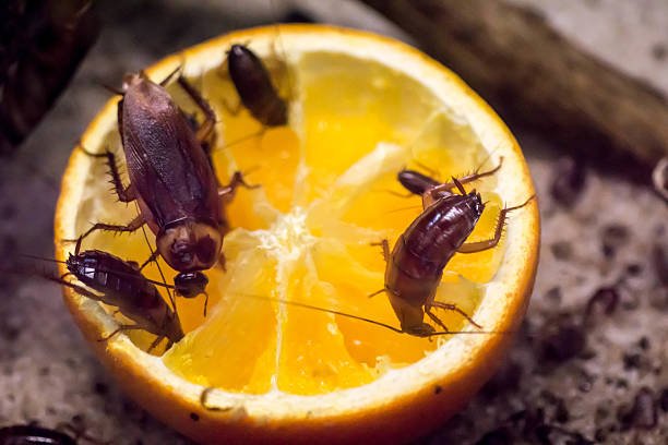 cafards-blattes-maisons-75000-paris-douches-salle-de-bain-cuisine-paris-cafard-traitement-exterminer-infestation-de-cafards-insectes-insecte-restaurant-appartement-chambres