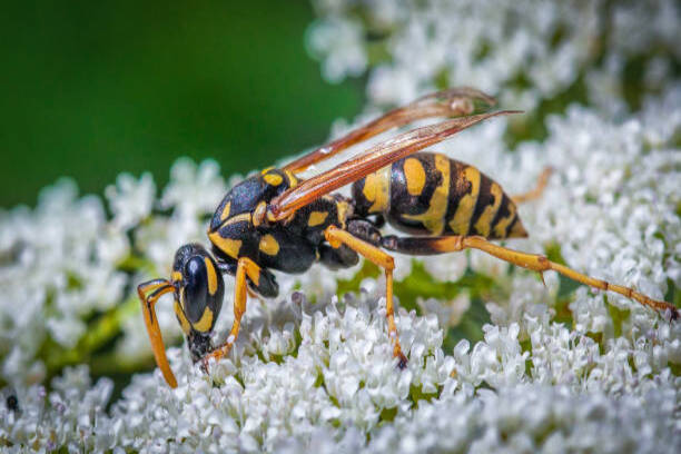 guepe-nid-de-guepes-guepe-insecte-nid-de-guepe-guepes-frelon-traitement-paris-75000-extermination-professionnel-aliment-gateau-maison-cuisine-hotel-restauration-jardin-balcon