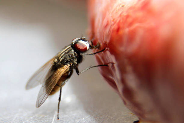 mouches-mouche-traitement-paris-75000-extermination-professionnel-maison-chambre-cuisine-hotel-restauration-insectes-volants-jardin-balcon