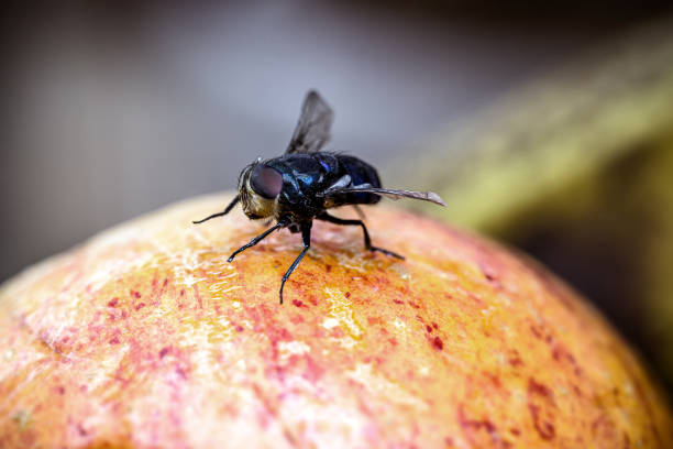 mouches-mouche-traitement-paris-75000-extermination-professionnel-maison-chambre-cuisine-hotel-restauration-insectes-volants-nuisibles-jardin-balcon