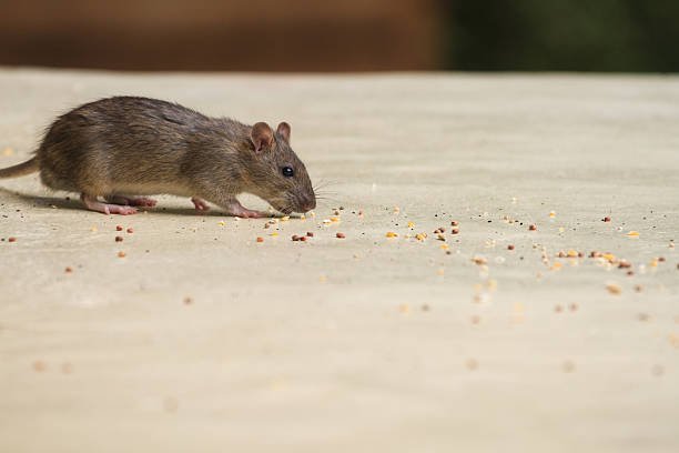 rats-souris-rongeurs-traitement-caves-anti-rongeurs-PARIS-75000-hotel-maison-restaurant-cuisine-restaurants-extermination-balcons-professionnel-jardins