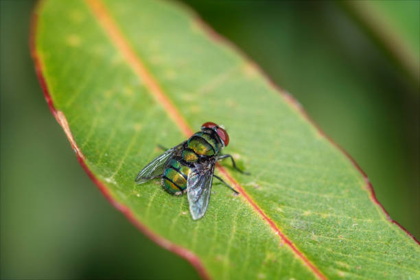 mouches-mouche-nuisible-volants-traitement-paris-75000-extermination-professionnel-maison-chambre-cuisine-hotel-restauration-insectes-volants-nuisibles-jardin-balcon