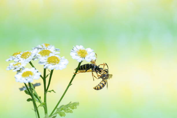 guepe-nid-de-guepes-guepe-insecte-nid-de-guepe-wasp-nest-nid-de-frelons-frelon-guepes-frelon-traitement-paris-75000-extermination-professionnel-maison-cuisine-hotel-restauration-balcon