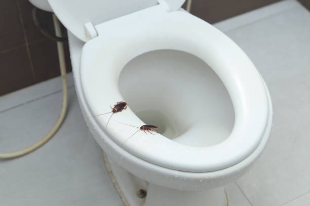 Présence de cafards sur la cuvette des toilettes