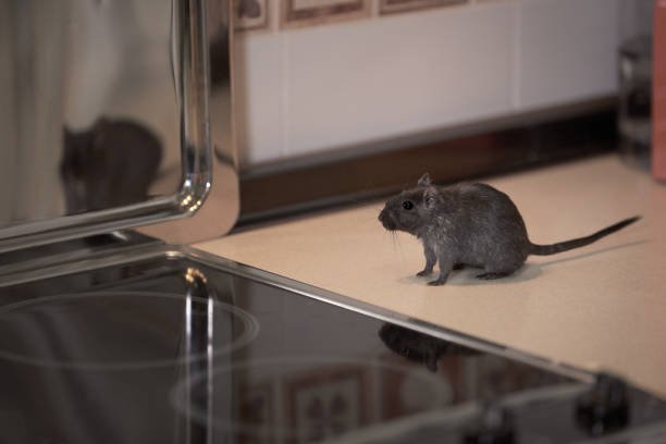 rat dans le 95