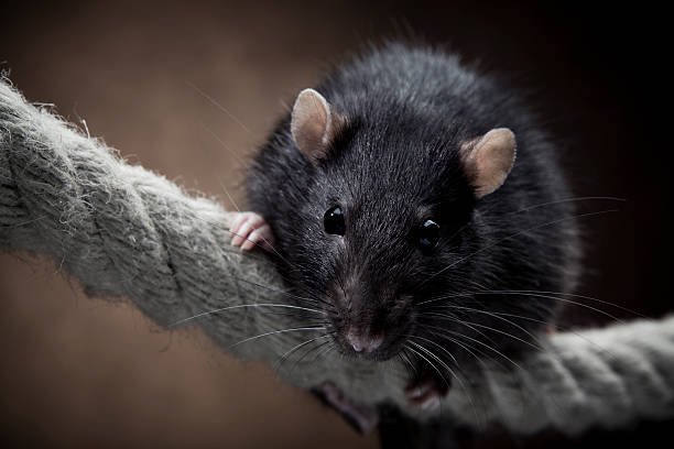 rat noir sarcelles
