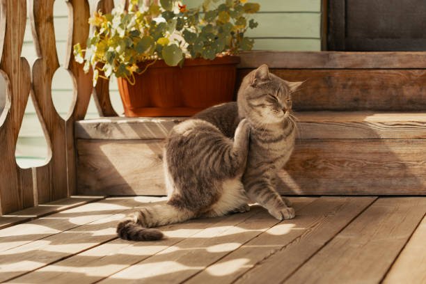 puce chat