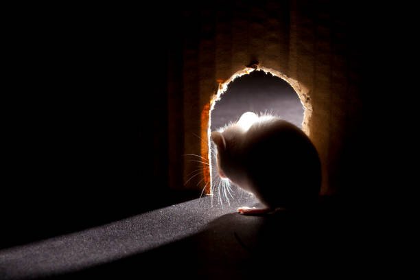 Bruits dans le plafond ou les murs la nuit