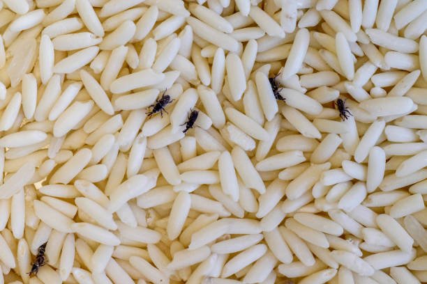 Charançon du riz sur des grains de riz