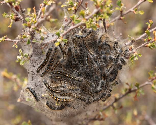 Nid de chenilles processionnaires sur un arbre
