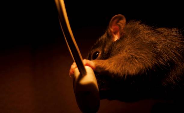 Souris grise dans une cloison, responsable de grattements dans le plafond la nuit